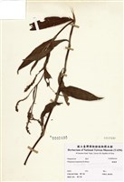 藏品(睫穗蓼)的圖片